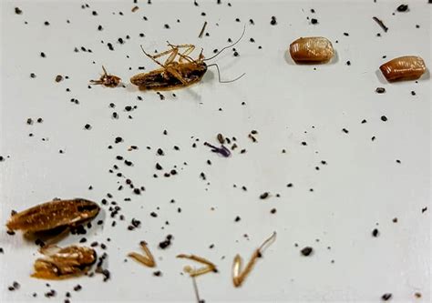 roach poop pictures|A Detailed Guide On Roach Droppings And What They Look Like.